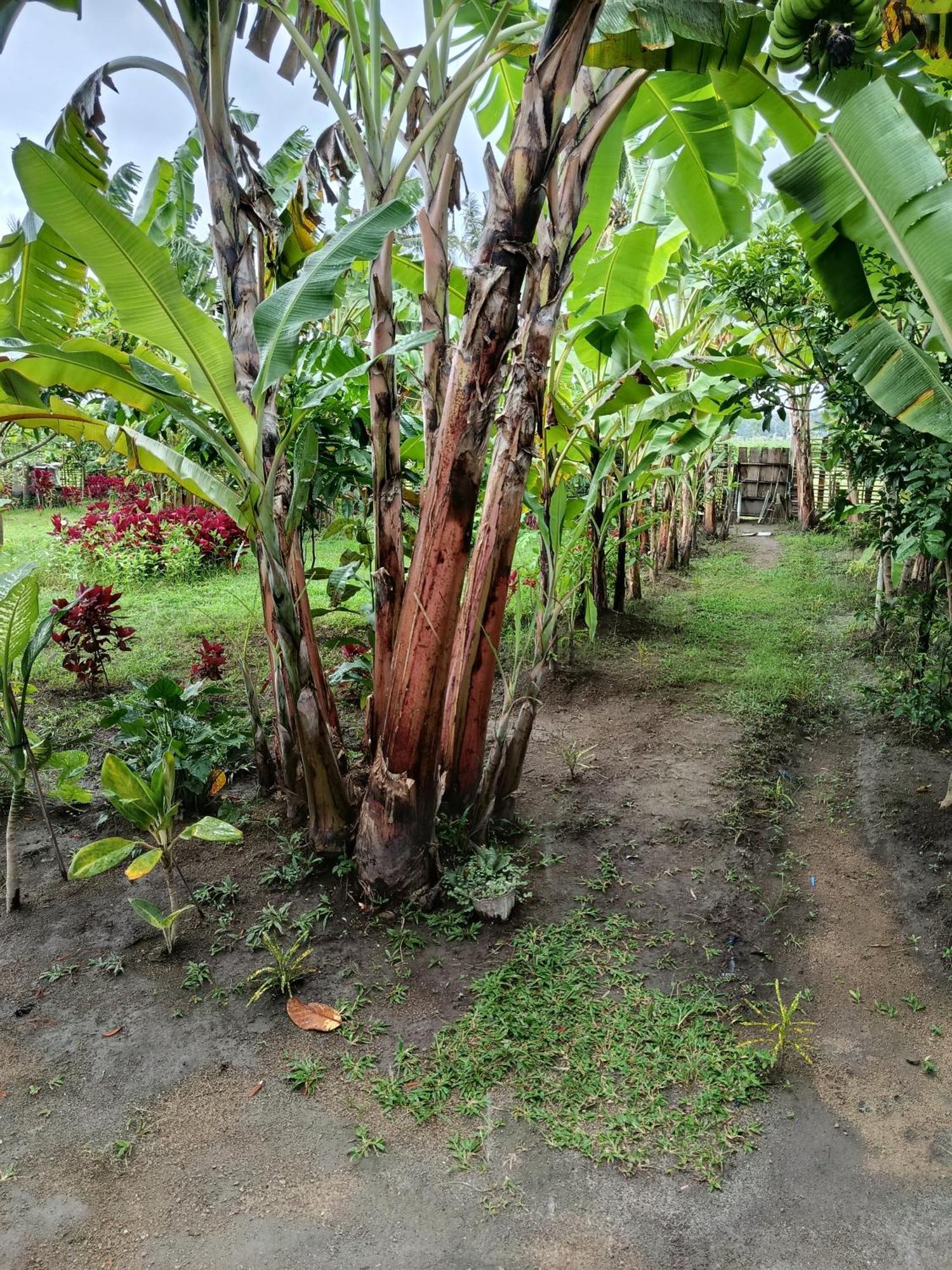 The Daun Puntik Homestay Pemenang Dış mekan fotoğraf